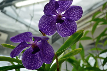 ラン栽培