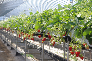 温室育ちのいちご