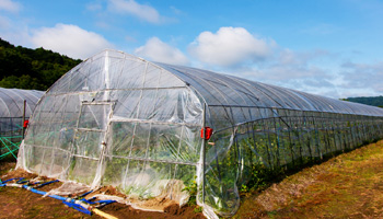 ビニールハウス